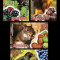 2014 - Fructele si fauna, serie neuzata