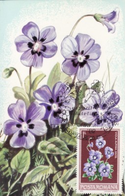 6004 - Carte maxima Romania 1982 foto