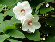 Magnolia sieboldii - magnolia foto