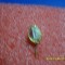 insigna Standard Liege