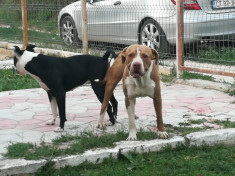 Caini pitbull foto