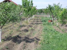 Vand gradina/ loc de casa 600m2 in Turda (Poiana) foto