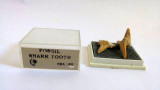 Cumpara ieftin 2 dinti de rechin in cutie de plastic - Fossil Shark Tooth Sea Life, cca 3 cm