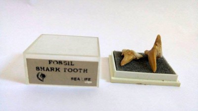 2 dinti de rechin in cutie de plastic - Fossil Shark Tooth Sea Life, cca 3 cm foto