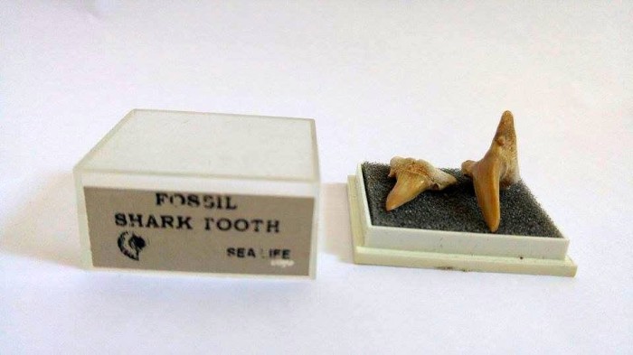 2 dinti de rechin in cutie de plastic - Fossil Shark Tooth Sea Life, cca 3 cm