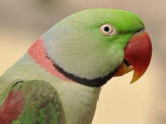 Adopt papagal! foto