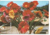 (A) carte postala(ilustrata) -FELICIATARE-flori