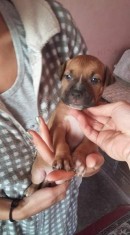 vand 4 catei pitbull si 1 femela foto