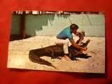 Ilustrata cu Aligator in Florida
