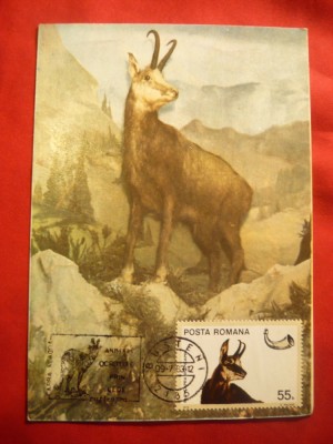 Maxima - Fauna - Capra Neagra 1983 foto