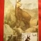 Maxima - Fauna - Capra Neagra 1983