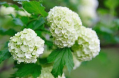 Viburnum opulus ?Roseum? - bulgaras de zapada, Boules de neige foto