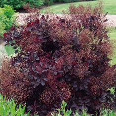 Cotinus coggygria ?Royal Purple? - Scumpie rosie foto