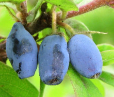 Lonicera coerulea Kamtschatica Wojtek ? fructe de miere, Honeyberry foto