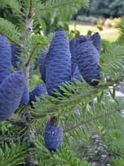 Abies koreana ? brad corean foto