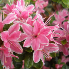 Rhododendron Kermesina Rose ? azalee roz foto