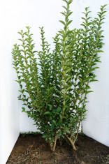 Vand ligustrum ovalifolium (lemn cainesc) pentru garduri vii foto