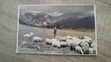 Foto Bucegi, Ciobanas In valea Ialomitei/ Carte postala, C.P., CP, Necirculata, Fotografie