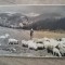 Foto Bucegi, Ciobanas In valea Ialomitei/ Carte postala, C.P., CP