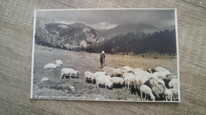 Foto Bucegi, Ciobanas In valea Ialomitei/ Carte postala, C.P., CP