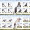 PASARI INTELIGENTE,MINISHEET 2017, MNH,ROMANIA.