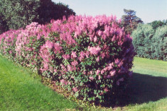 Syringa Minuet - liliac Minuet foto