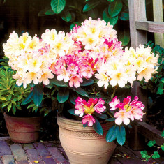 Rhododendron Percy Wiseman - azalee japoneza foto