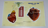 Plansa didactica perioada comunista, RSR - anatomie, inima la om (inervatie)