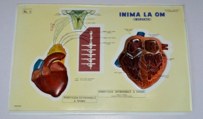 Plansa didactica perioada comunista, RSR - anatomie, inima la om (inervatie) foto