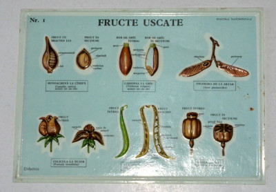 Plansa didactica din perioada comunista - RPR / RSR - botanica , fructe uscate foto