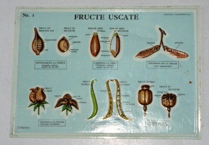 Plansa didactica din perioada comunista - RPR / RSR - botanica , fructe uscate