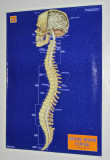Plansa didactica perioada comunista, RSR - Anatomie, Sistemul nervos central
