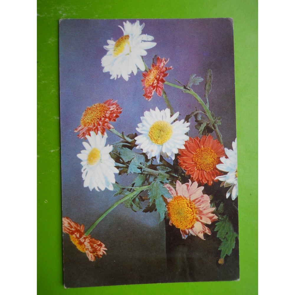 Hopct 29234 Flori Crizanteme Si Margarete Rpr Felicitare