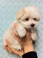 Vand bichon havanese foto