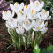Bulbi Branduse Grandiflora Crocus Jeanne d&#039;Arc 6 Ron/pachet 10 bulbi