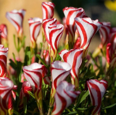 OXALIS VERSICOLOR 5 bulbi &amp;amp; 15 Ron foto