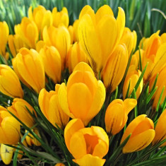 Bulbi Branduse Grandiflora Crocus YELLOW 5 Ron/pachet 10 bulbi foto