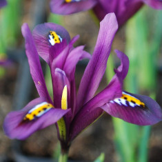 Bulbi IRIS RETICULATA J.S.DIJT cu 6 Ron/10buc foto