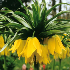 Bulbi FRITILARIA LUTEA marime bulb 26 cu 15 Ron / buc foto