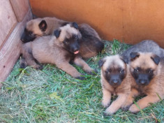 Vand pui ciobanesc belgian malinois foto