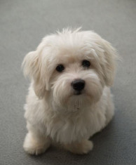 Vand bichon havanese foto