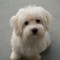 Vand bichon havanese