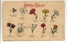 Limbagiul florilor (limbajul florilor) editura SAMITCA Craiova foto