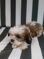 shih tzu ieftin foto