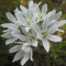 Bulbi de Triteleia Hyacintha pachet 15 bulbi