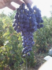 Struguri de Merlot, Segarcea. Produs de tara. foto