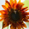 Floarea soarelui decorativa Velvet Queen- Helianthus Annuus