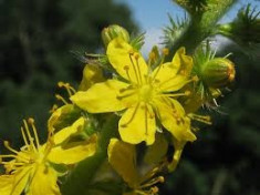 Agrimonia - Lumanarica - Verbascum - seminte foto