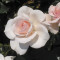 Trandafir Soham Rose an 2