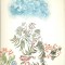 Passages de Fleurs - Jacques Herold